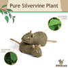 Silvervine Mice Lollipops