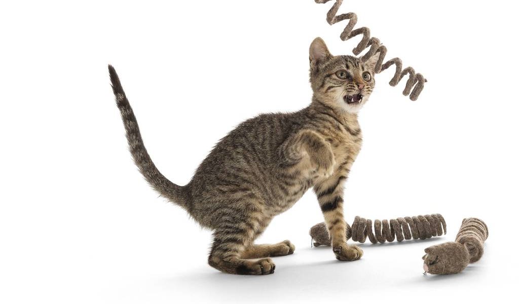 Cat is not pleased owners are home quarantined because of coronavirus