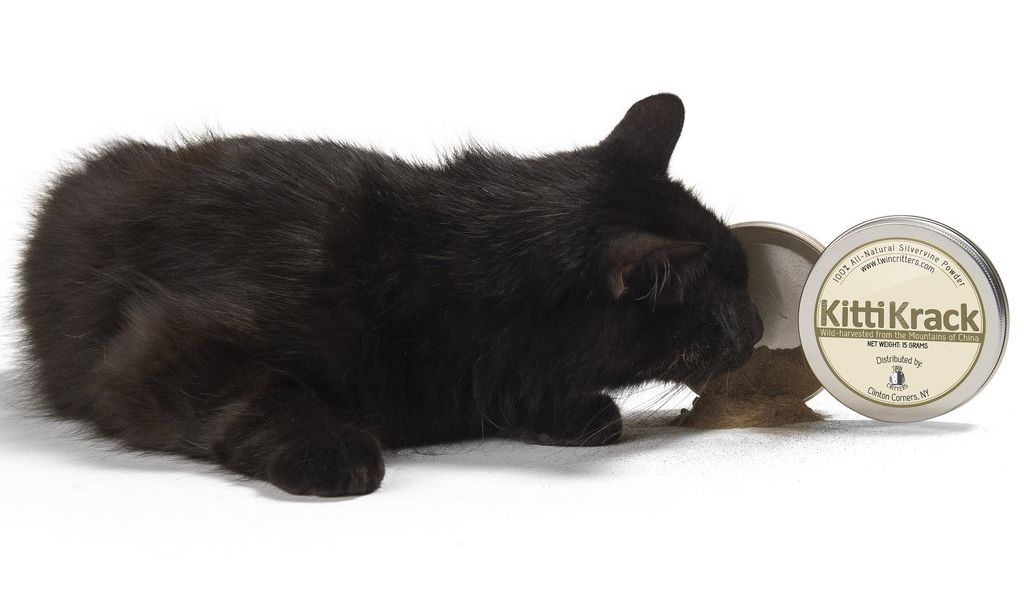 The Science Behind Silvervine: An All-Natural Catnip Alternative That More Cats Adore